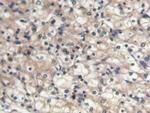 BMP-7 Antibody in Immunohistochemistry (Paraffin) (IHC (P))