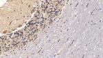 VDAC Antibody in Immunohistochemistry (Paraffin) (IHC (P))