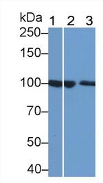 Plasminogen Antibody in Western Blot (WB)