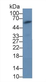 AMH Antibody in Western Blot (WB)