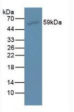 AMH Antibody in Western Blot (WB)