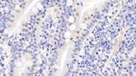 Activin A Antibody in Immunohistochemistry (Paraffin) (IHC (P))