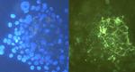 Tenascin C Antibody in Immunocytochemistry (ICC/IF)