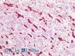 CD235a Antibody in Immunohistochemistry (Paraffin) (IHC (P))