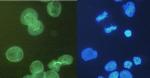 alpha Tubulin Antibody in Immunocytochemistry (ICC/IF)