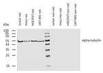 alpha Tubulin Antibody in Western Blot (WB)