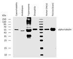 alpha Tubulin Antibody in Western Blot (WB)