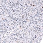 ALDH1A3 Antibody in Immunohistochemistry (Paraffin) (IHC (P))