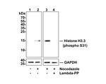 Phospho-Histone H3.3 (Ser31) Antibody in Western Blot (WB)