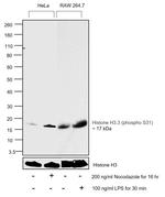 Phospho-Histone H3.3 (Ser31) Antibody