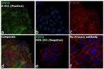 VISTA Antibody in Immunocytochemistry (ICC/IF)