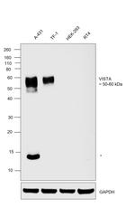 VISTA Antibody in Western Blot (WB)