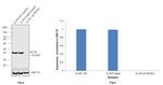 beta Actin Antibody in Western Blot (WB)