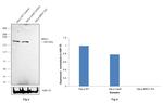 BRG1 Antibody