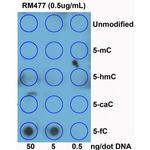 5-Formylcytosine (5-fC) Antibody in Dot Blot (DB)