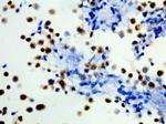 B-Raf (V600E) Antibody in Western Blot (WB)