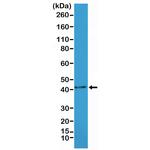 Alpha-Smooth Muscle Actin Antibody in Western Blot (WB)