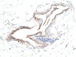 Asprosin Antibody in Immunohistochemistry (Paraffin) (IHC (P))