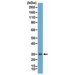 Asprosin Antibody in Western Blot (WB)