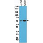 SMAD4 Antibody in Western Blot (WB)