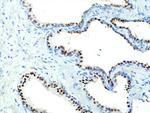 Nkx3.1 Antibody in Immunohistochemistry (Paraffin) (IHC (P))