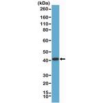 AMACR Antibody in Western Blot (WB)