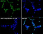 NSD1 Antibody in Immunocytochemistry (ICC/IF)