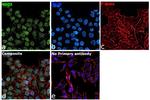 NSD1 Antibody in Immunocytochemistry (ICC/IF)