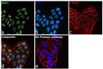 NSD1 Antibody in Immunocytochemistry (ICC/IF)