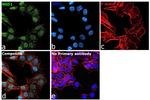 NSD1 Antibody in Immunocytochemistry (ICC/IF)