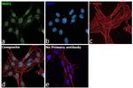 NSD1 Antibody in Immunocytochemistry (ICC/IF)