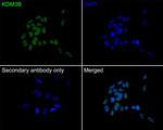 JMJD1B Antibody in Immunocytochemistry (ICC/IF)