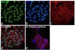 JMJD1B Antibody in Immunocytochemistry (ICC/IF)