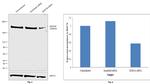 JMJD1B Antibody