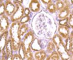 GRP94 Antibody in Immunohistochemistry (Paraffin) (IHC (P))