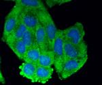 GRP75 Antibody in Immunocytochemistry (ICC/IF)