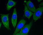 GRP75 Antibody in Immunocytochemistry (ICC/IF)