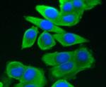 GRP75 Antibody in Immunocytochemistry (ICC/IF)