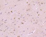 GRP75 Antibody in Immunohistochemistry (Paraffin) (IHC (P))