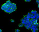 Cyclin A2 Antibody in Immunocytochemistry (ICC/IF)