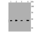 Cyclin A2 Antibody in Western Blot (WB)