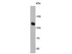 JAK2 Antibody in Western Blot (WB)