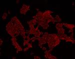 HADH Antibody in Immunocytochemistry (ICC/IF)