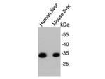 HADH Antibody in Western Blot (WB)