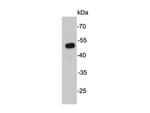 UTF1 Antibody in Western Blot (WB)