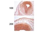 SOX10 Antibody in Immunohistochemistry (Paraffin) (IHC (P))