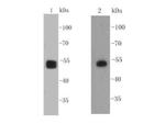 SOX10 Antibody in Western Blot (WB)