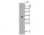 GAPDH Antibody in Immunocytochemistry (ICC/IF)