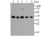 GAPDH Antibody in Western Blot (WB)