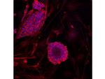 GAPDH Antibody in Western Blot (WB)